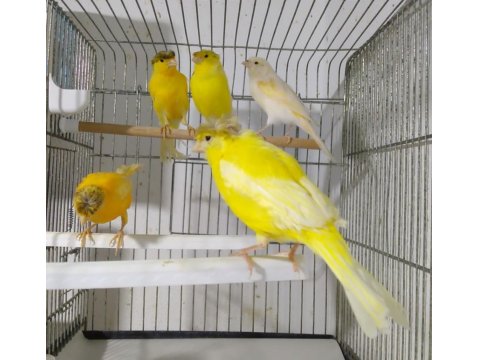 Eşe Hazır Dişi Kanaryalar