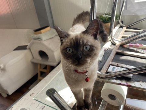 Blue Point Erkek 6 Aylık Kedimiz