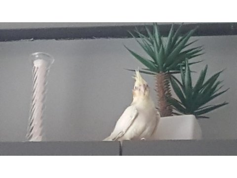 Yavru Sultan Papağanları