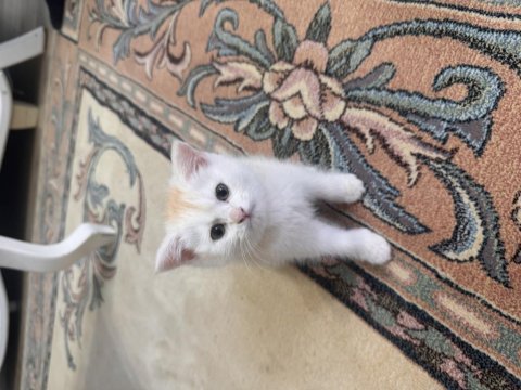 Safkan British Shorthair Golden