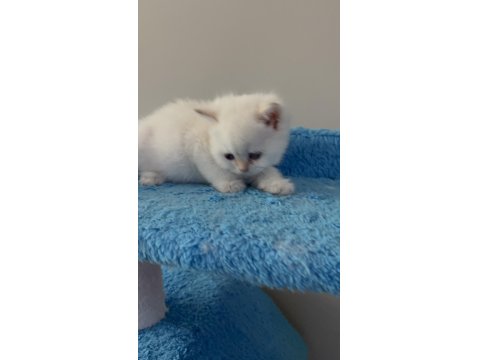 British Shorthair Golden Point Dişi & Erkek Yavrular