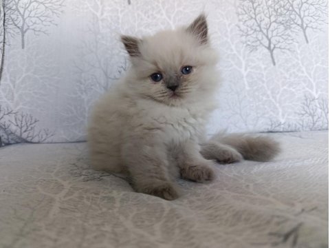 Irk Garantili British Bebeklerim