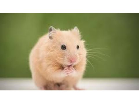 Her Renk Hamsterler Mevcuttur