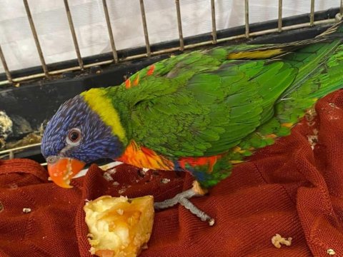 3 Aylık Lori Papağanı Satılık