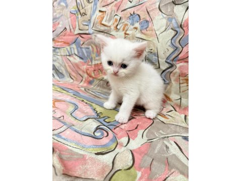 Dişi British Shorthair Tüm Eğitimler Tam