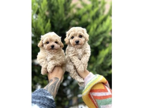 Kahve Renk Toy Poodle Yavrular