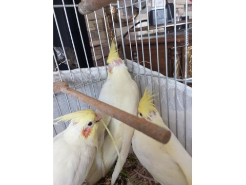 Yavru Sultan Papağanı Ele Alışık