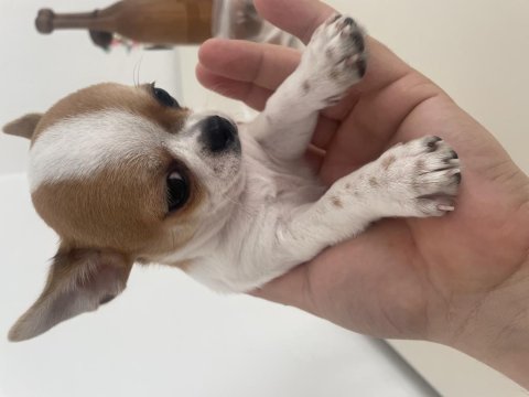 Elma Kafa Küt Burun Mükemmel Anatomi Chihuahua Yavrularımız