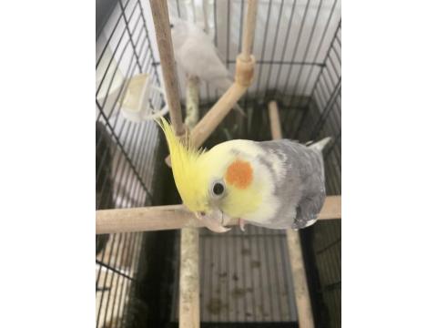 Damızlık Sultan Papağanı