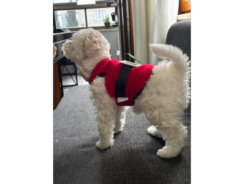 Dişi 3 Aylık Maltipoo