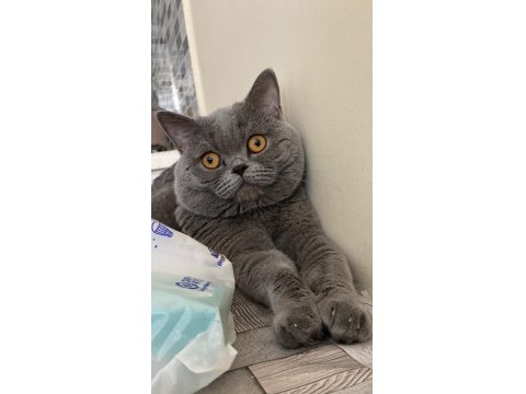 Acil Ücretsiz Sahiplendirme Ankara İçi British Shorthair