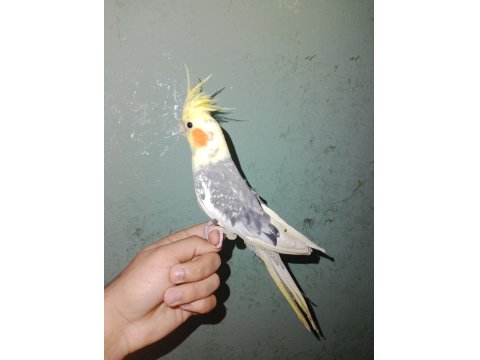 Konuşan Eğitime Açık Sultan Papağanı