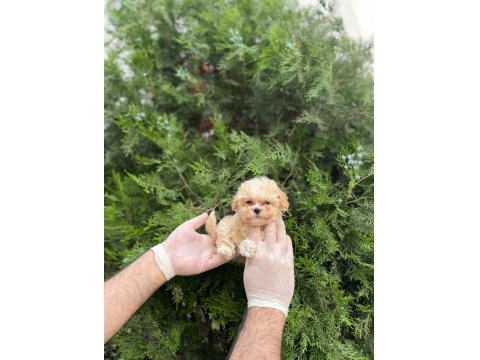 Mikro Baby Surat Maltipoo Bebekler