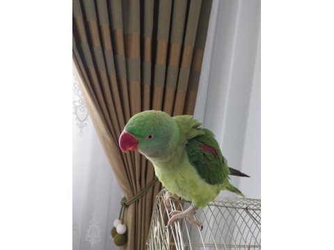 8-9 Aylık Erkek Alexander Tekirdağ İçi Elden Teslim