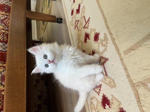 İki Aylık Sevimli Ve Sağlıklı Yavru Kedilerimiz