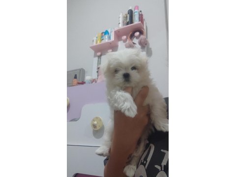 Fci Şecere Belgeli Maltese Erkek