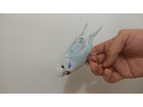 Jumbo Kırığı Dişi Muhabbet Kuşu