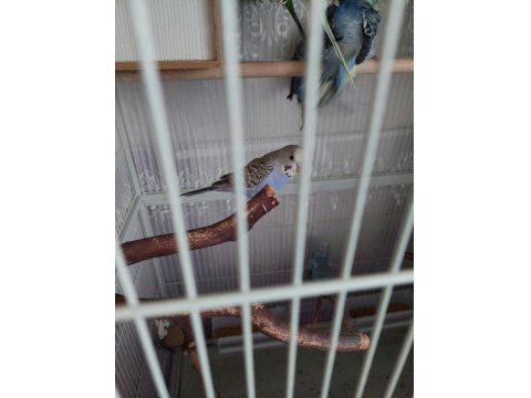 Muhabbet Kuşlarımız