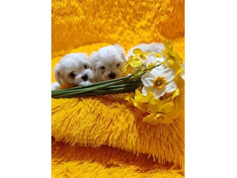 Maltese Terrier Yavrular Gelip Görerek Alabilirsiniz Adrese Teslimat Var