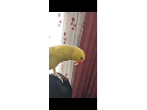 Yetişkin Sarı Pakistan Erkekler