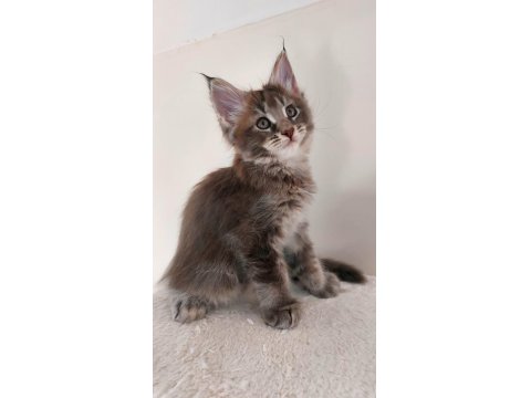 Safkan Maine Coon Yavruları Full Şecereli Ünvanlı Ebeveynlerden