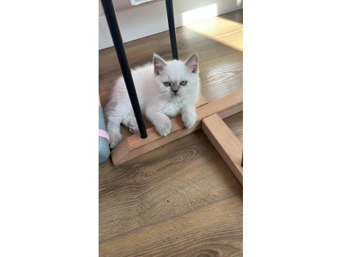 Cana Yakın Ve Uysal British Shorthair Yavrumuz Teslime Hazır