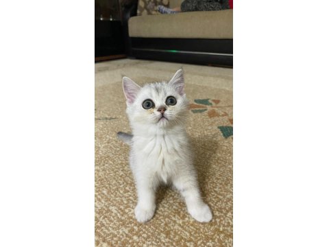 Muhteşem Kan Hattına Sahip Scottish Straight Yavrular