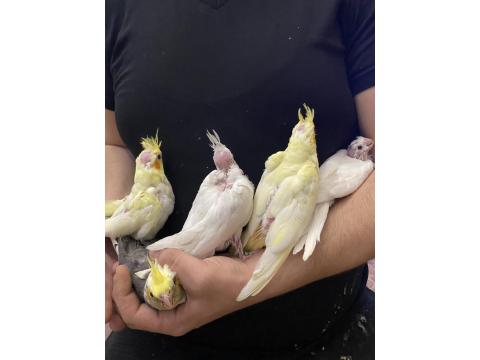 El Besleme Yavru Sultan Papağanları