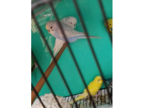 2 Aylık Erkek Rainbow Yavru Muhabbet Kuşu