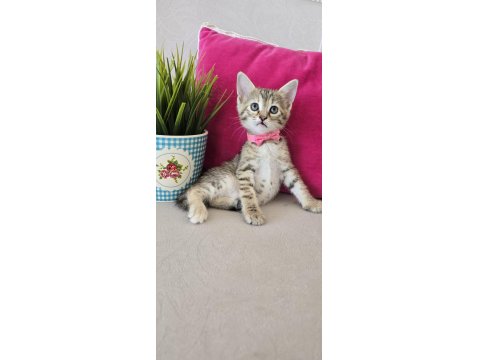 Ücretsiz Olarak 7 Haftalık Dişi Kedimiz