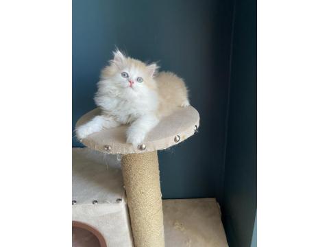 Bicolour Safkan British Longhair Kardeşler