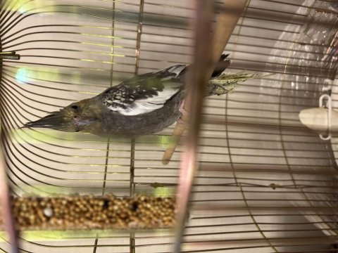 Kafesiyle Birlikte Yavru Sultan Papağanı Erkek