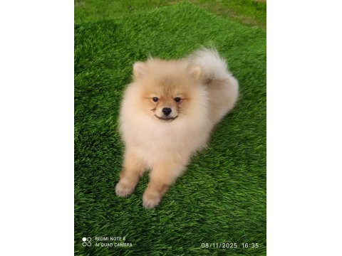 3 Aylık Sevimli Pomeranian Yavrularımız