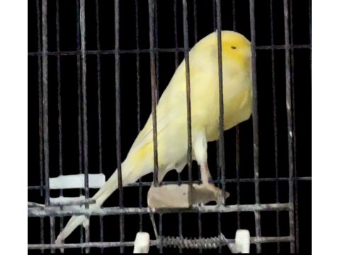 Yorkshire Kanaryalar