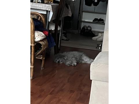 3 Yaşında Dişi Silver Poodle