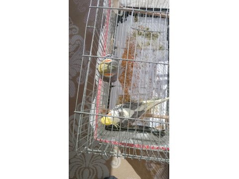 İki Yaşında Sultanlar