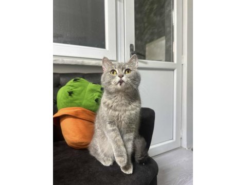 British Shorthair İçin Yuva Aranıyor