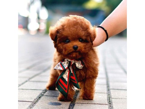 Toy Poodle Yavru Köpeklerim