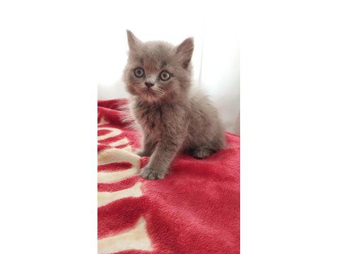 British Longhair Bebekler