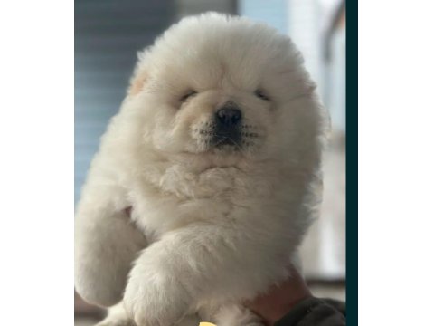 Pofuduk Chow Chow Yavru Köpeklerimiz