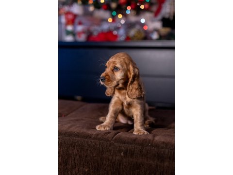 Safkan İngiliz Cocker Spaniel