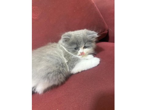 Scottish Fold Longhair Blue Point