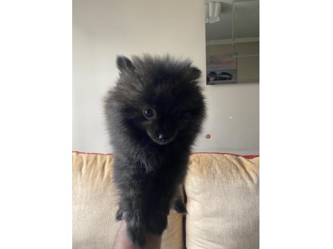 Erkek Ayıcık Pomeranian