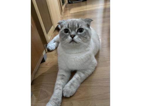 Dünyanın En Uslu Kedisi