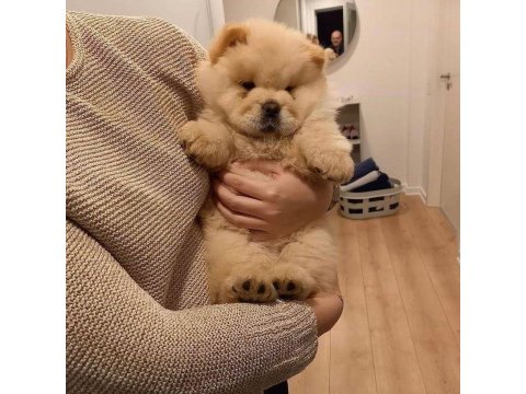 Chow Chow Yavruları