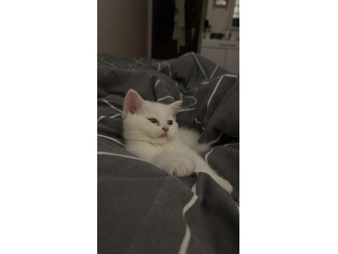 Eğitimleri Tam Sevecen Bir Minnoş Kedimiz