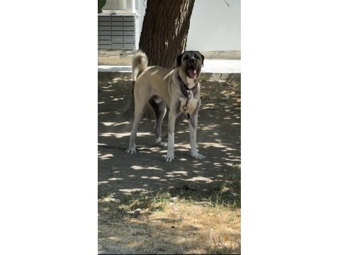 20 Aylık Erkek Anadolu Çoban Köpeği