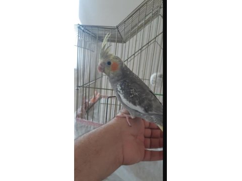 Elle Besleme Sultan Papağanı Yavrular