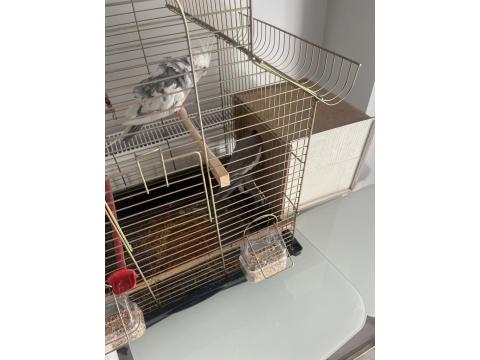 Eş Sultan Papağanı