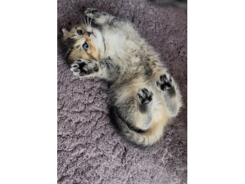 Scottish Black Golden Ny25